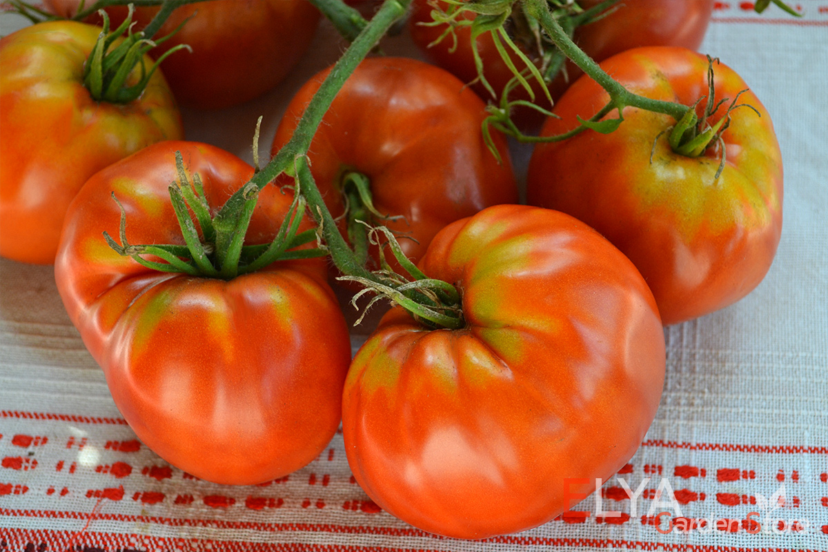 Коллекционный сорт томата Индира Ганди - крупноплодный, насыщенный сладкий вкус - семена в магазине Elya Garden - фото