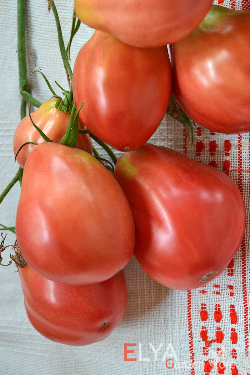 Семена томата Тюрбан рены - замечательный коллекционный сорт с нежным сладким вкусом и отличной урожайностью - фото Elya Garden