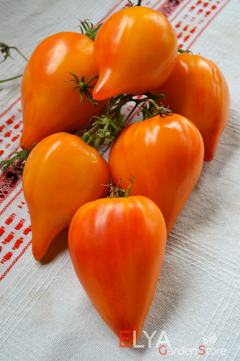 Семена томата Заалийский Алатау Желто-оранжевый - коллекционный сорт, высокая урожайность, отличный вкус - фото Elya Garden