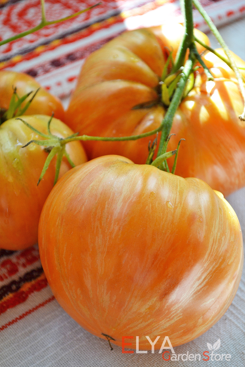 Семена томата Джазз Оранж - это не только красивый, но и очень вкусный сорт, сладкий с фруктовыми нотками - фотография Elya Garden