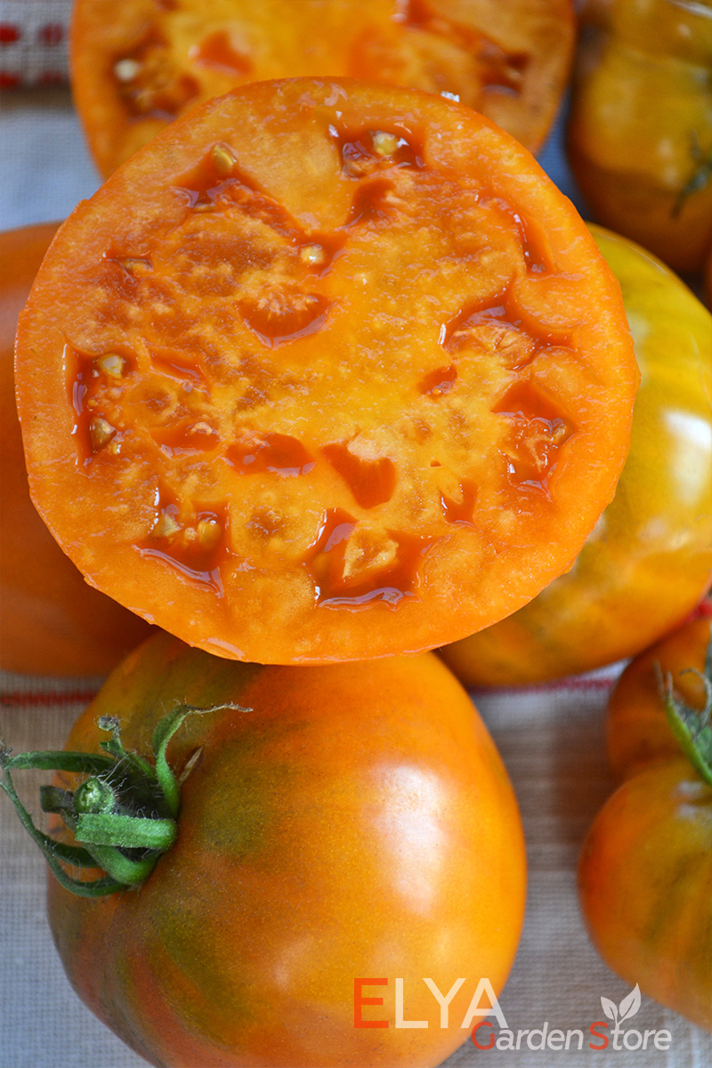 Семена томата Коричневый Дерби с фермы Эльзеров - мясистый томат с маслянистой мякотью, вкусный и урожайный - фото Elya Garden