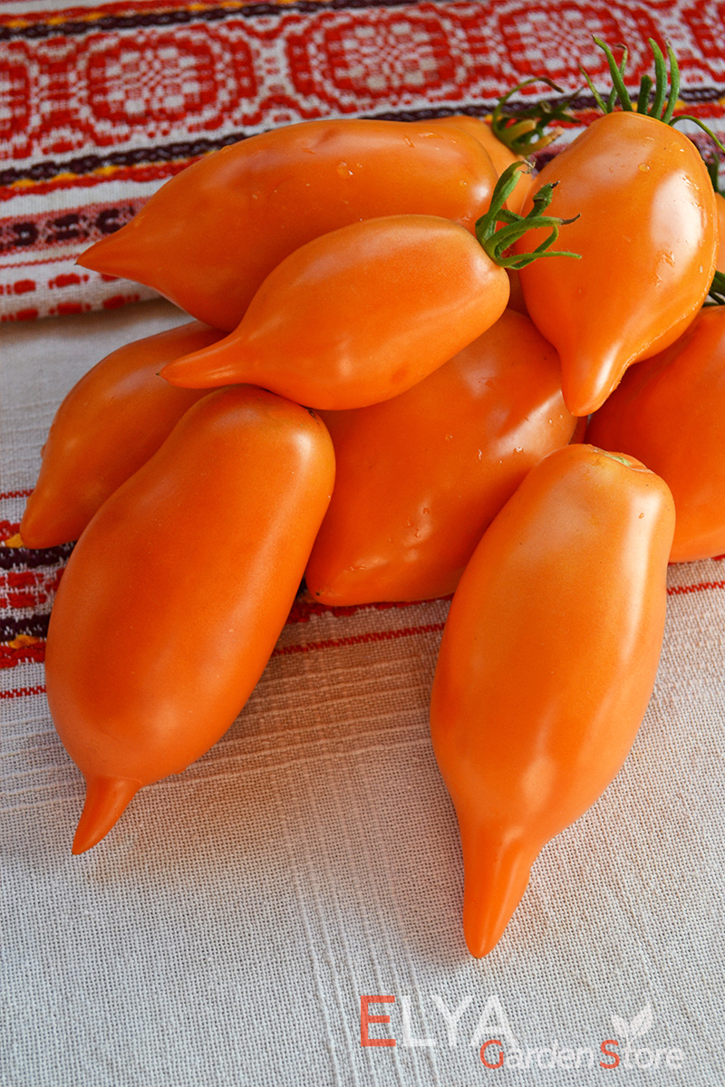 Томат Оранжевая Прогулка - красивый и вкусный коллекционный сорт - фото Elya Garden