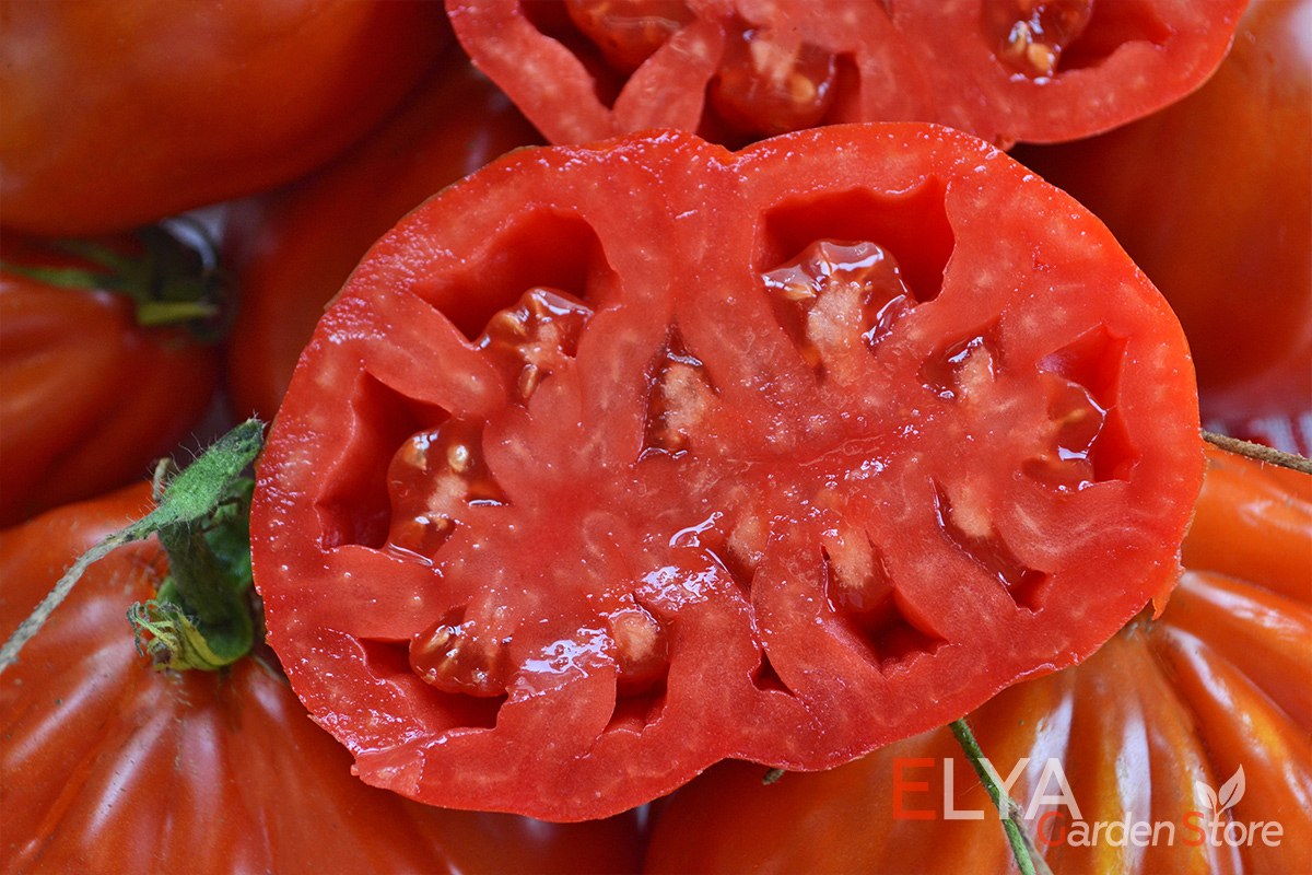 Томат Карл - великолепный ребристый коллекционный сорт с насыщенным томатным вкусом и ароматом - семена Elya Garden