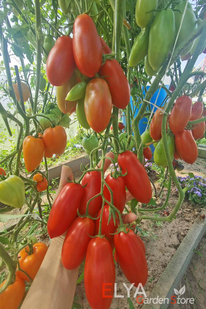 Томат Тегусигальпа порадует отличной урожайностью и классическим томатным вкусом - фото Elya Garden