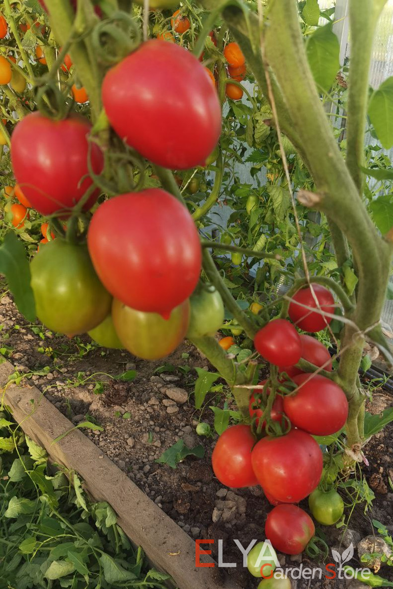 Семена томата Анастасия Ушакова - индетерминантный, высокоурожайный, отлично завязывается - фото магазина Elya Garden 