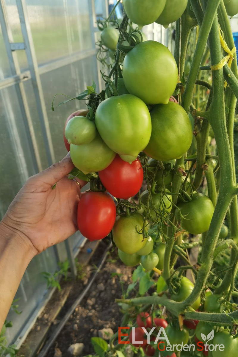Коллекционный сорт томата Анастасия Ушакова - очень урожайный, неприхотливый, с приятным томатным вкусом - семена в магазине Elya Garden