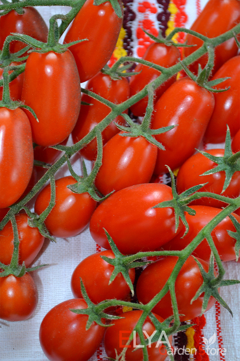 Семена томата Даттерини купить с бесплатной доставкой в магазине Elya Garden