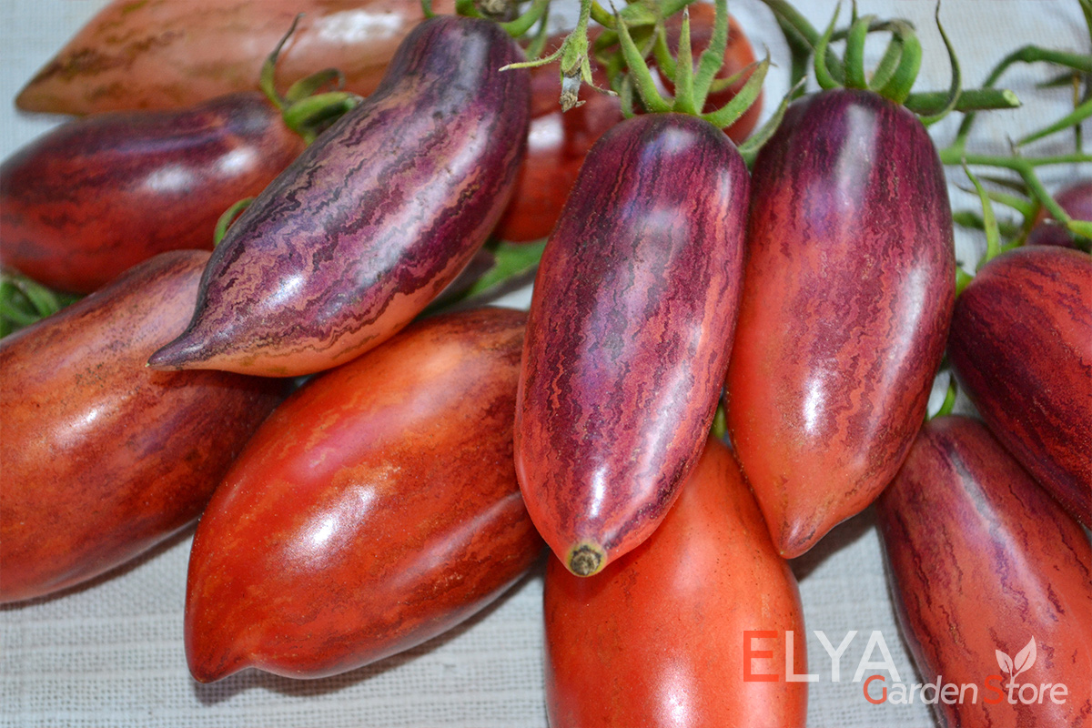 Семена томата Гурман - в магазине коллекционных сортов Elya Garden/ Сорт который точно вам понравится! - фото