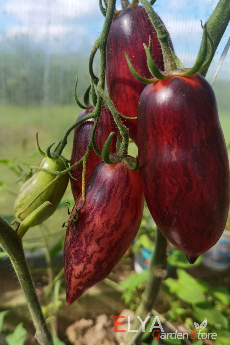 Семена томата Гурман (сливка) - коллекционный сорт в магазине Elya Garden - фото