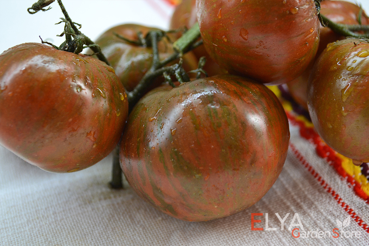 Семена томата Энди Сорок - коллекционный сорт гном, красивый оттенок, освежающий сладкий вкус, урожайный - фото магазина Elya Garden