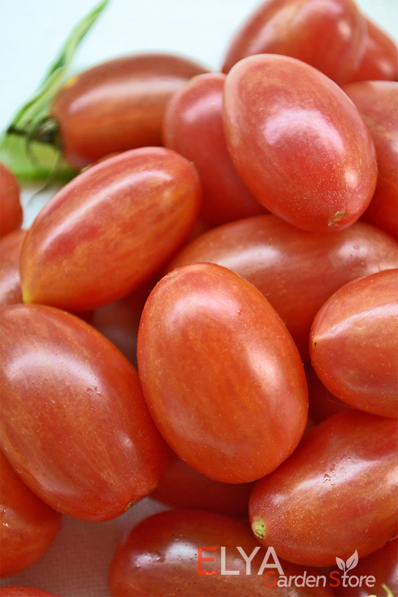 Семена томата Маглия Роза - коллекционный сорт в магазине Elya Garden. Отличный урожайный, очень вкусный ранний сорт - фото