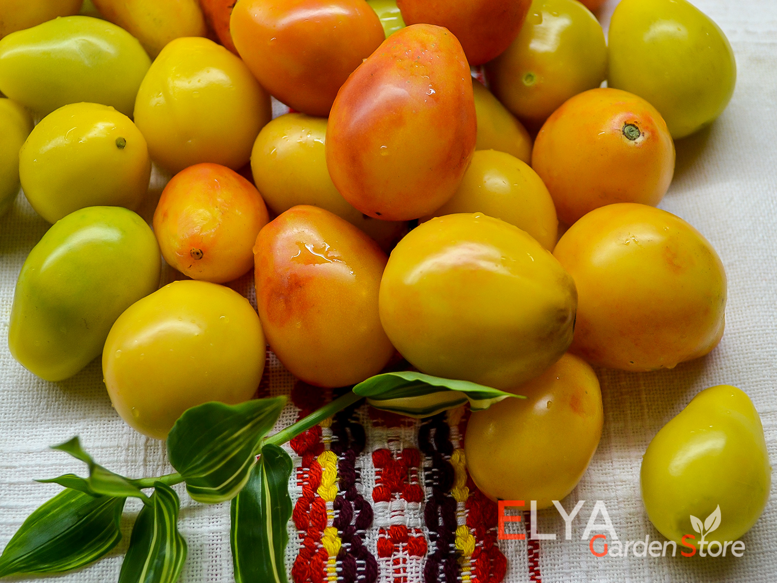 Предгорная Груша - великолепный коктейльный сорт томата с хорошим вкусом, урожайный - фото магазина семян Elya Garden 