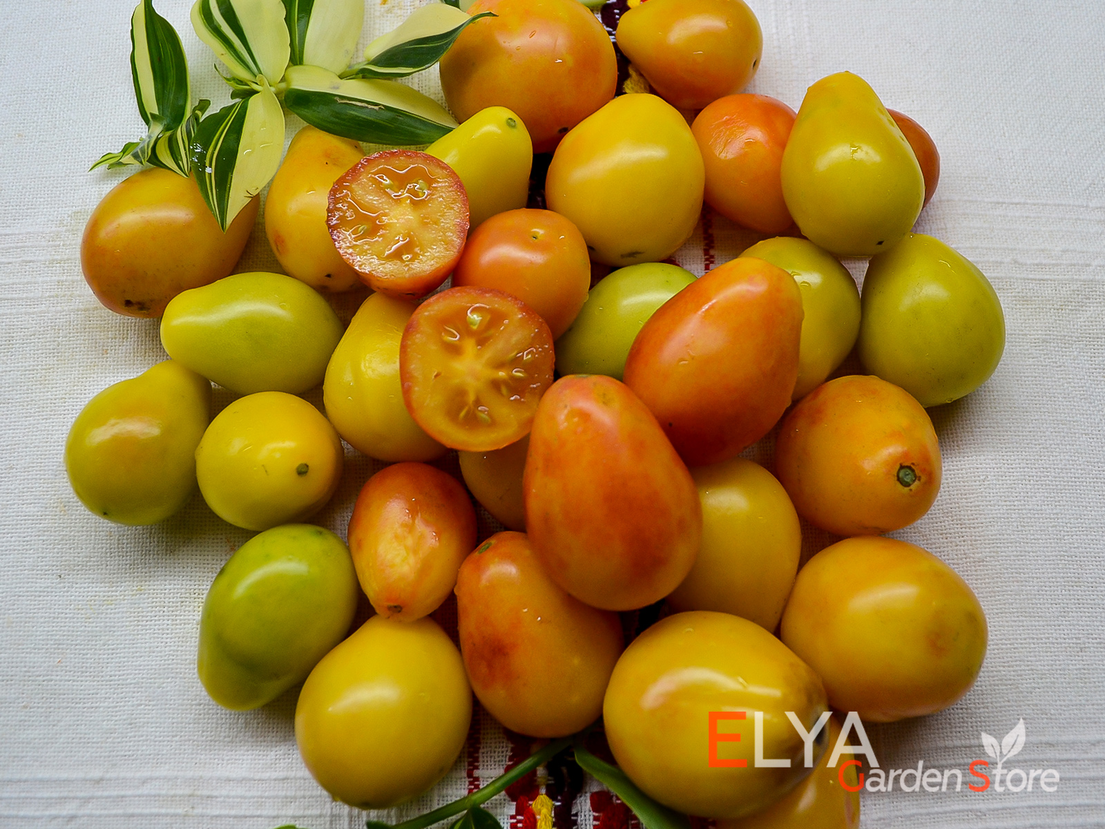 Семена томата Предгорная Груша - коллекционный сорт а магазине Elya Garden - фото