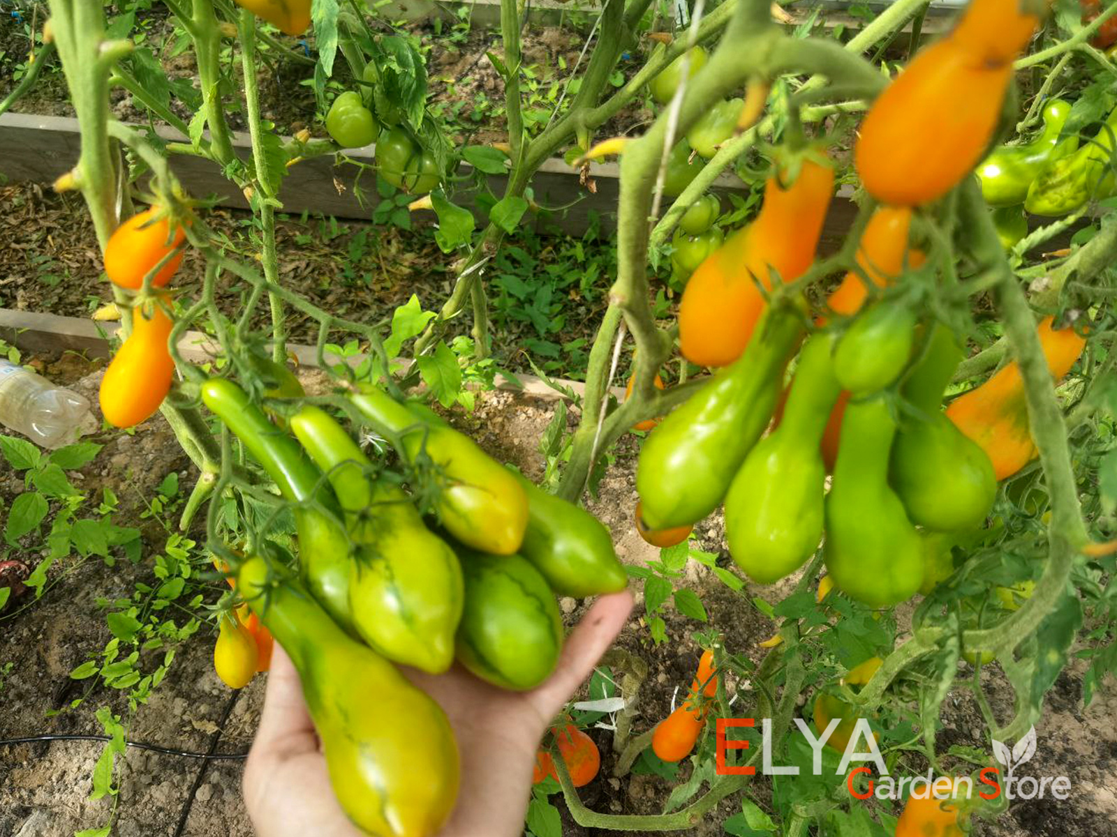 Мила - очень урожайный коллекционный сорт томата - фотография Elya Garden