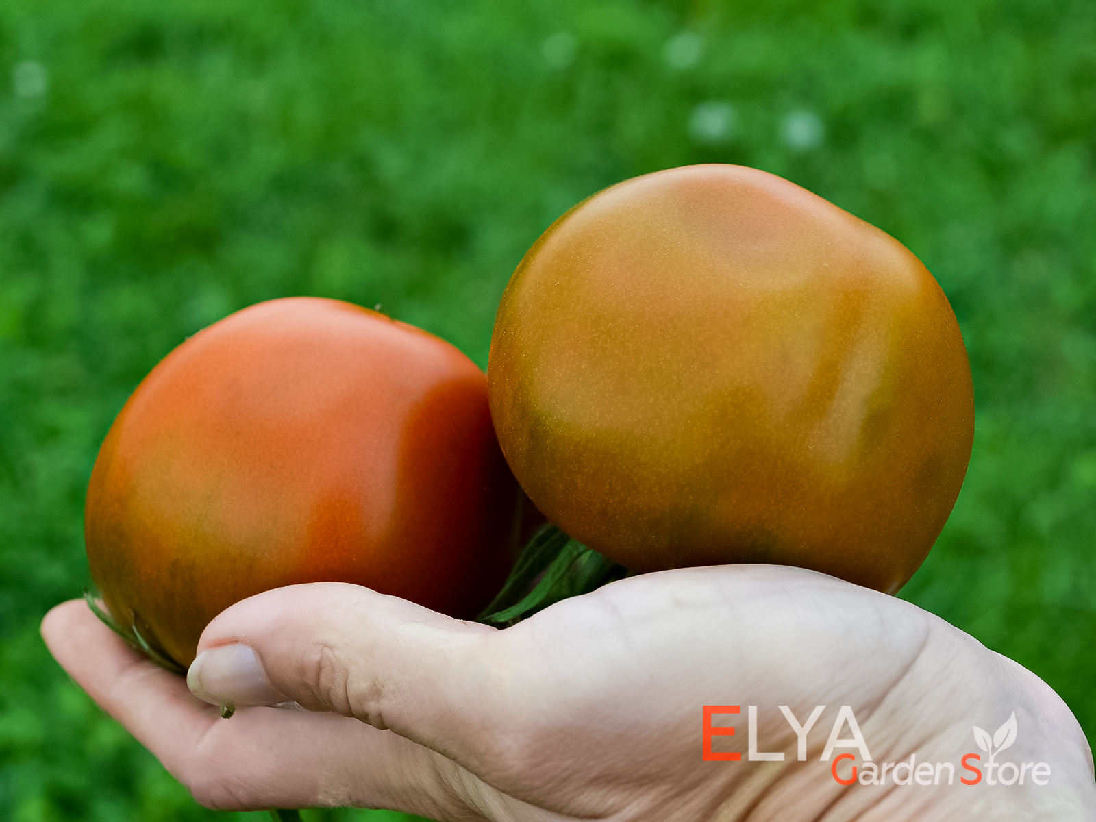 Вкус томата Терракотовый Торбена вам наверняка понравится, в нем очень сильна томатная нотка - фото магазина коллекционных семян Elya Garden