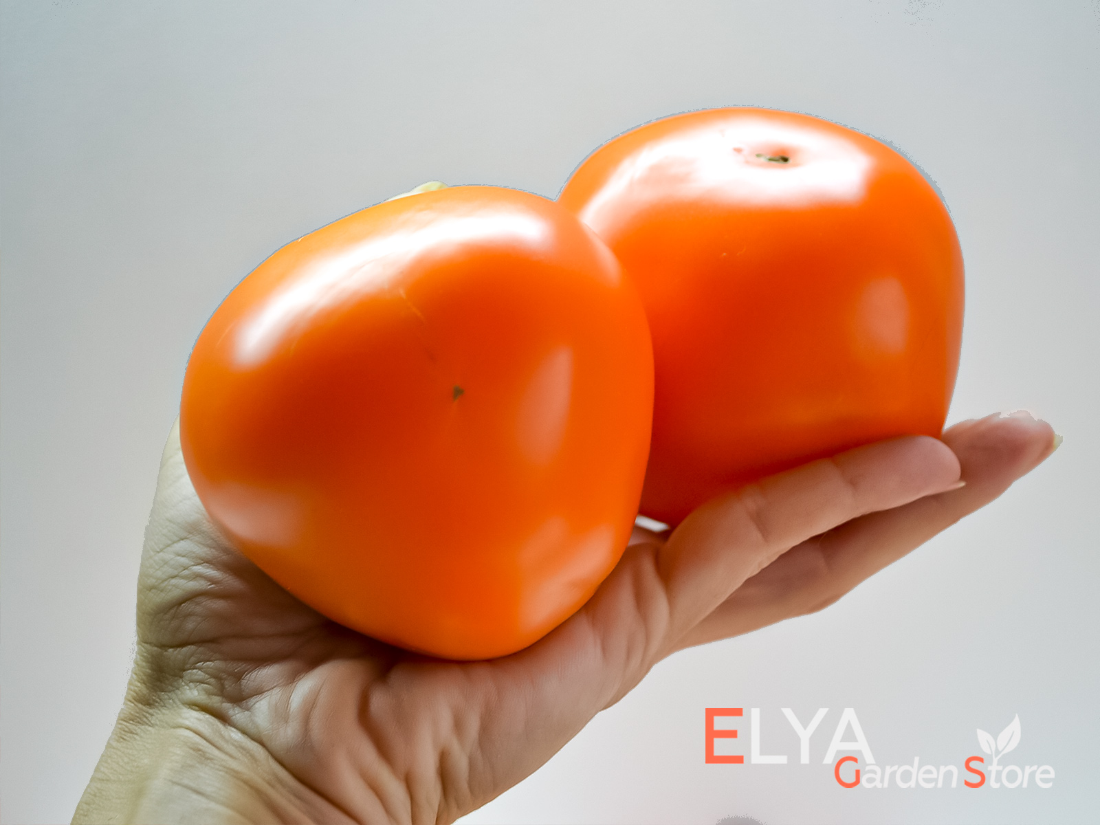 Томат Мандарин Кросс - насыщенно оранжевый с отличным освежающим вкусом - фотография Elya Garden