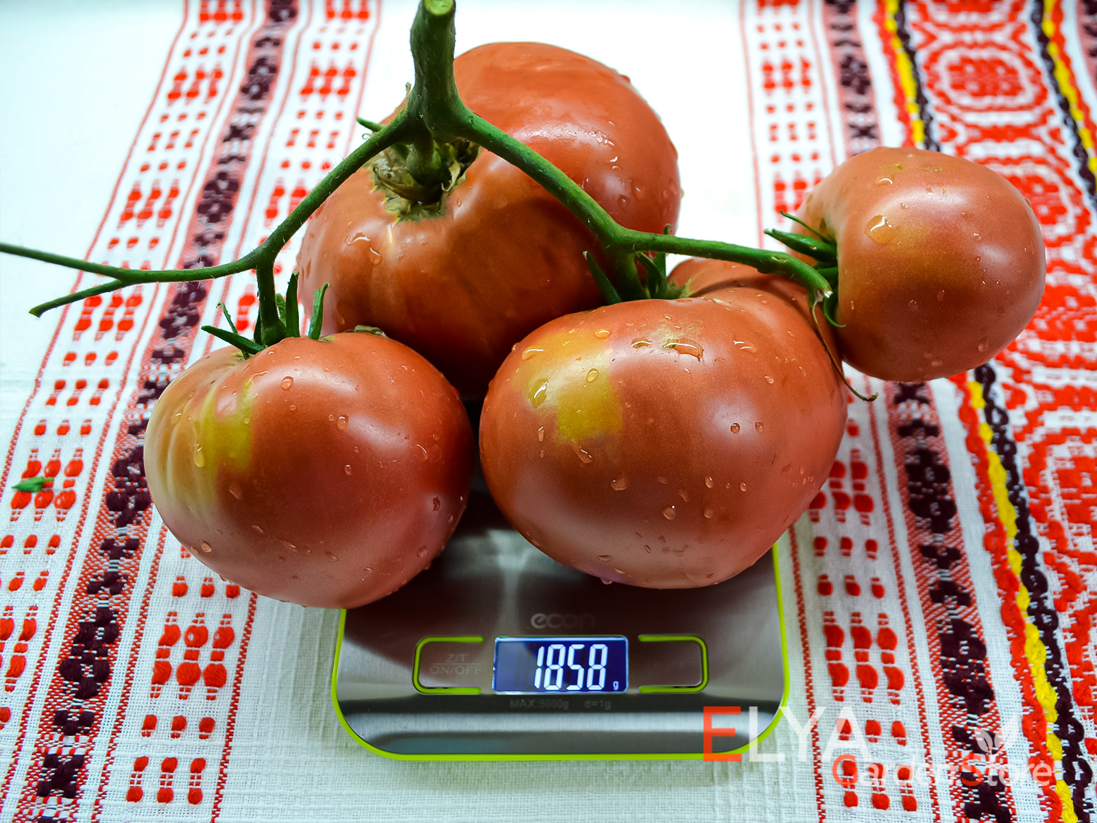 Семена томата коллекционный сорт Йошкин Кот - крупный и вкусный - фото магазина Elya Garden 