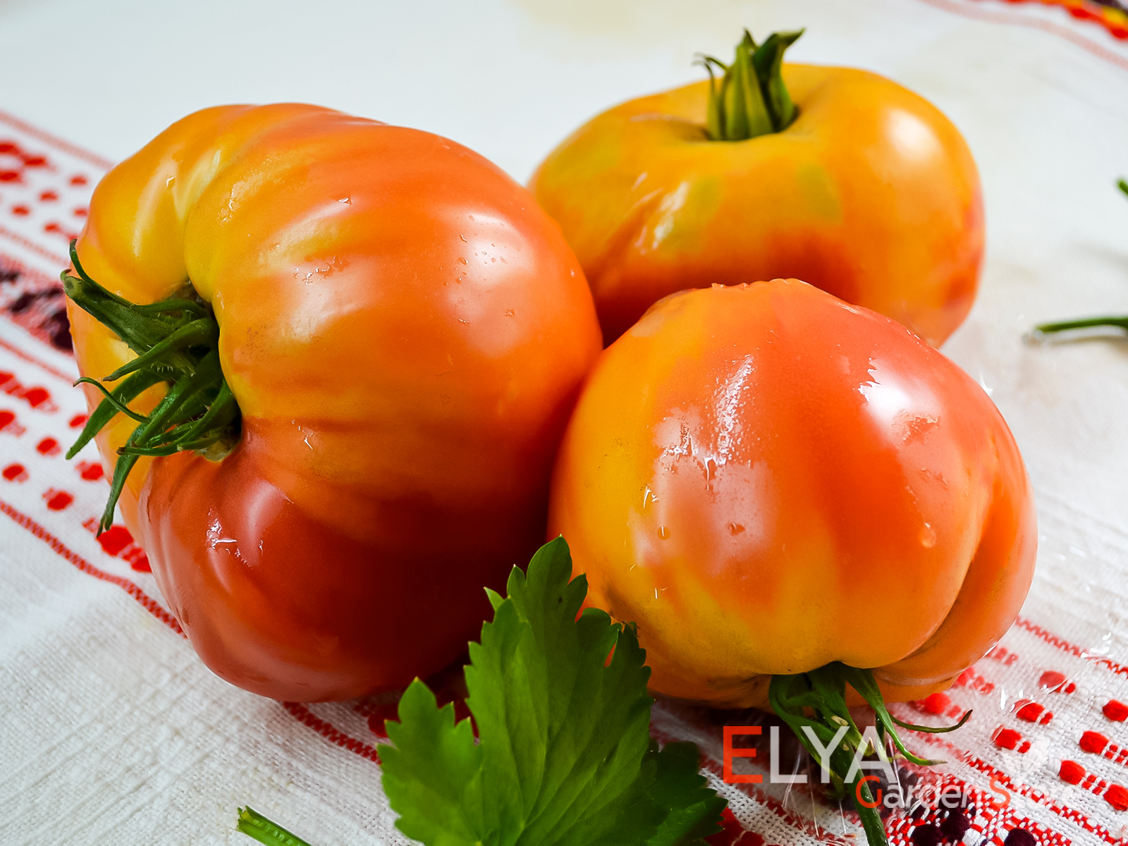 Коллекционный сорт томата Чупа Чупс Биколор - насыщенно сладкий, урожайный в магазине Elya Garden