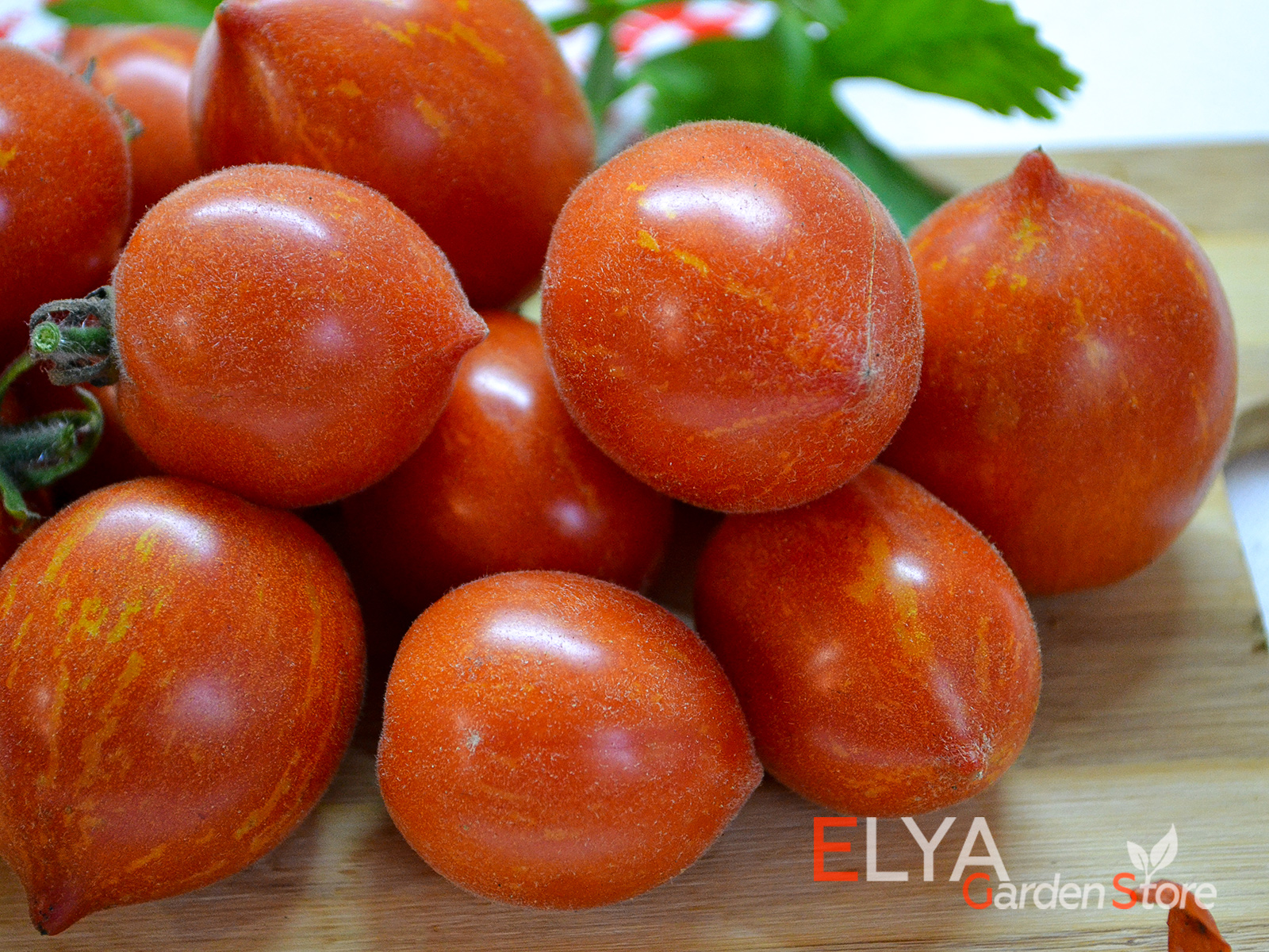 Коллекционный сорт томата Фузи Вузи - необычный опушенный сорт с хорошим вкусом, урожайный - фото магазина семян Elya Garden